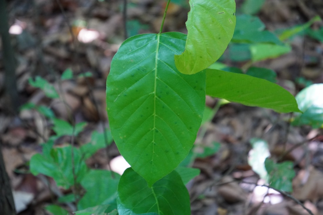 Leaves of the kratom tree, Mitragyna speciosa, growing in situ
